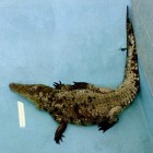 Novi stanovnici borskog Zoo vrta Zooloski vrt Bor