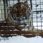 Zoo Vrt Bor - tigrica Jagoda