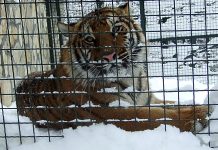 Zoo Vrt Bor - tigrica Jagoda
