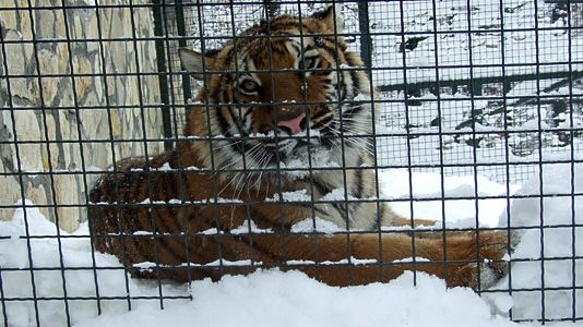 Zoo Vrt Bor - tigrica Jagoda
