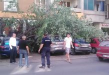 U Belom dvoru palo drvo na parkirana vozila: Srećom, bez povređenih