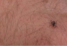 Krpelji – velika opasnost od Lajmske bolesti