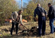Drvo prijateljstva: U Gradskom parku u Boru posađeno 50 sadnica šarenolisne vrbe