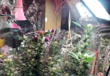 Otkrivena ilegalna laboratorija za uzgoj marihuane