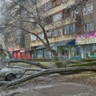 Led „desetkovao“ borske drvorede i parkove