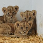 Lavice Luna, Elena i Tina omiljeni stanari Zoo vrta u Boru