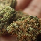 Uhapšeni zbog marihuane: Kod dvojice Borana pronađena droga i vagica za precizno merenje