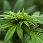 Marihuana i dalje najrasprostranjenija droga u Srbiji – prošle godine zaplenjeno više od 4 tone