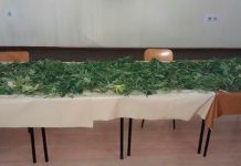 Zaplenili 750 grama kanabisa