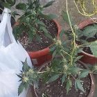 Policija otkrila laboratoriju za proizvodnju marihuane
