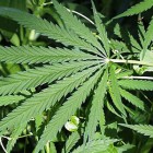 marihuana