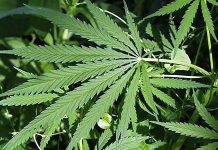 Gajio marihuanu kraj TV repetitora marihuana