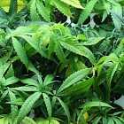 Telegraf: U okolini Bora pronađena plantaža sa preko 100 kg marihuane