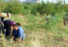 NSZ: 17 javnih radova u Borskom okrugu