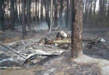 Izgorele dve kamp kućice i šuma na Borskom jezeru
