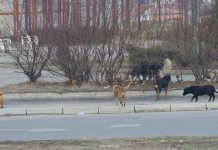Donacija Rakite za sterilizaciju pasa lutalica