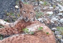 Ris Rista, zbrinut u ZOO vrtu Bor, vraća se u prirodno stanište