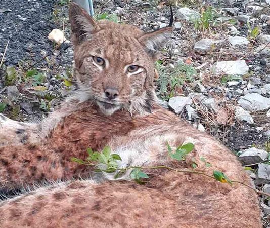 Ris Rista, zbrinut u ZOO vrtu Bor, vraća se u prirodno stanište