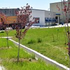 U krugu flotacije Veliki Krivelj zasađeno sto stabala različitog drveća