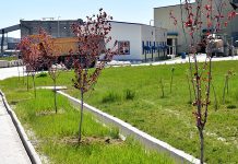 U krugu flotacije Veliki Krivelj zasađeno sto stabala različitog drveća