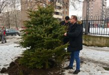 Zasađene novogodišnje jelke iz Gradske uprave u Boru