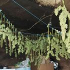 Uhapšeni sa više od 50 kilograma marihuane