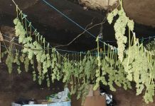 Uhapšeni sa više od 50 kilograma marihuane