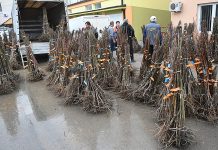 Meštanima sela Zlot podeljeno preko 7.500 sadnica voća i loznih kalemova
