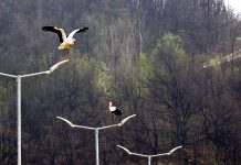 Jato belih roda sletelo u “Novo Cerovo”