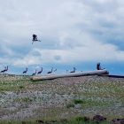 Jato roda na flotacijskom jalovištu u Boru