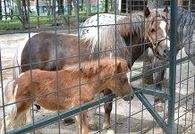 Konkurs za prinove u borskom Zoo vrtu