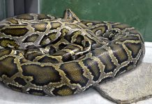 Ubijene zmije u Borskom Zoo vrtu