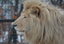 Uginuo beli lav Dušan, najpoznatiji stanovnik borskog Zoo vrta